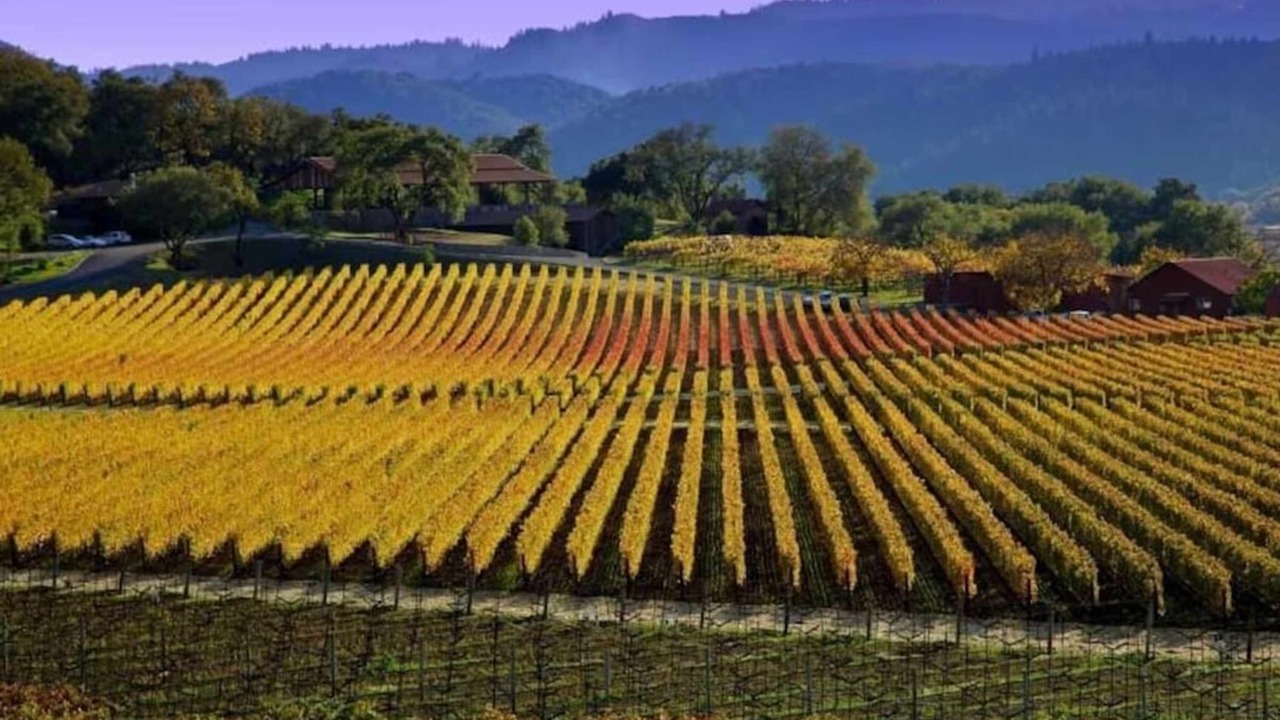 Photo of Others in Napa