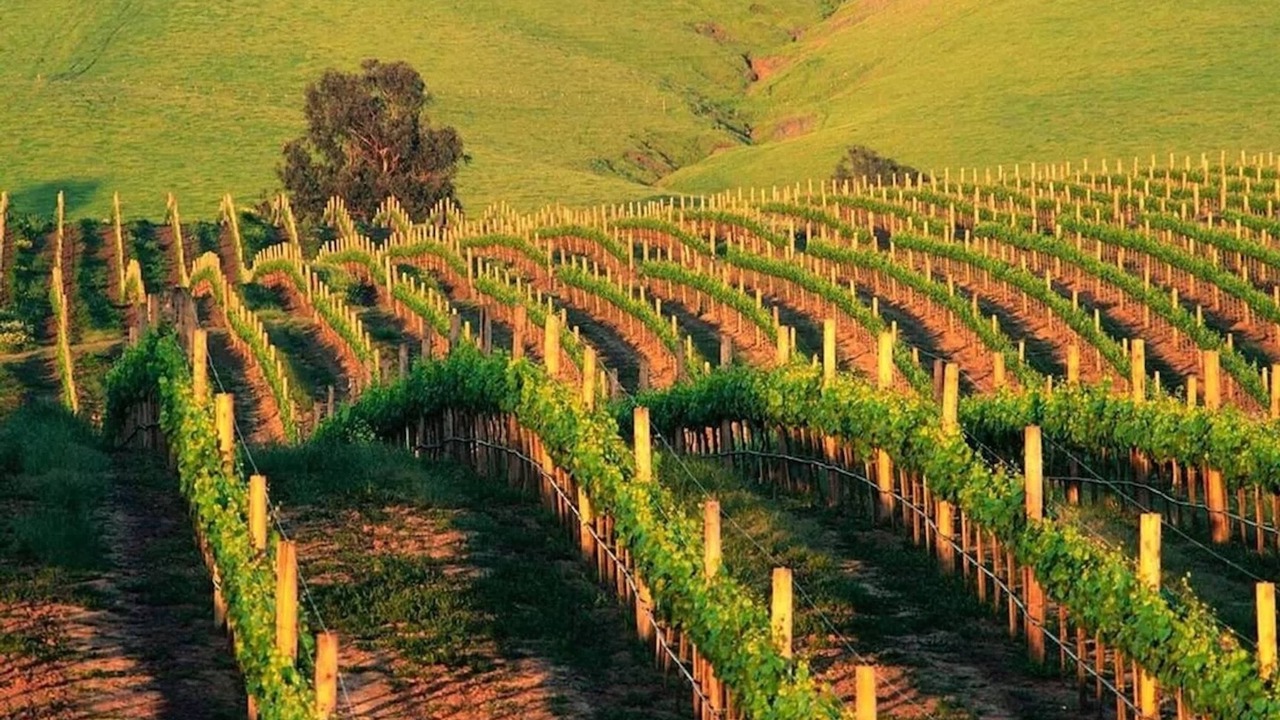 Photo of Others in Napa