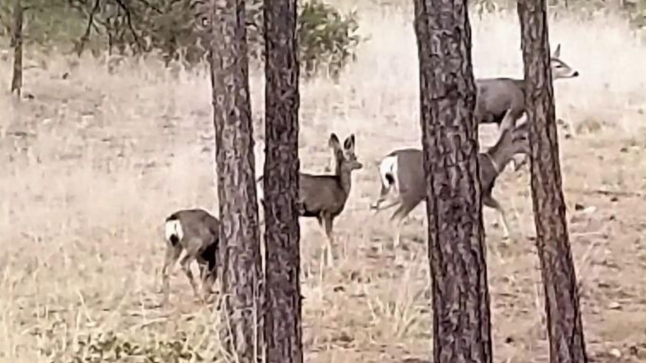 Photo of Others in Prescott