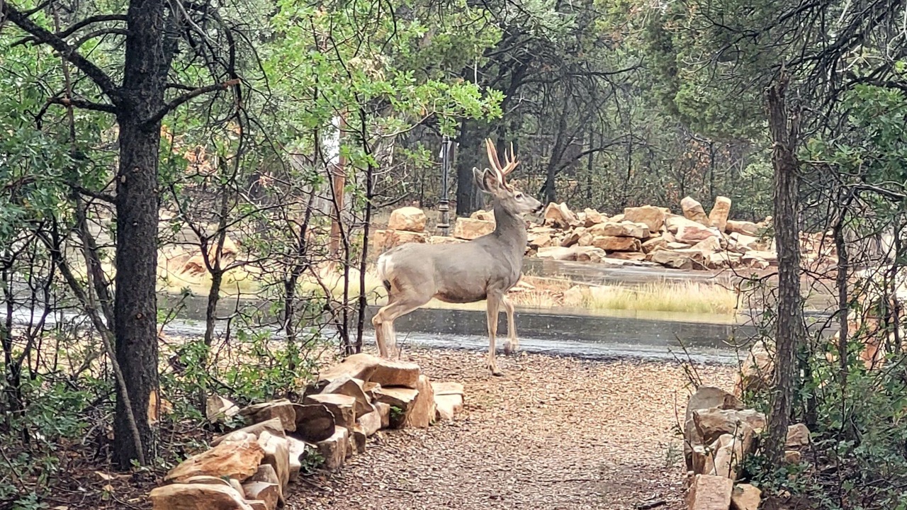 Photo of Outdoor in Zion National Park East Entrance