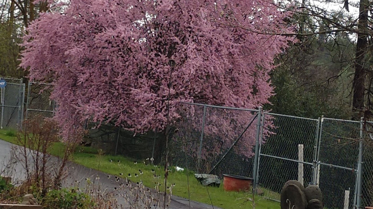 Photo of Outdoor in Weaverville