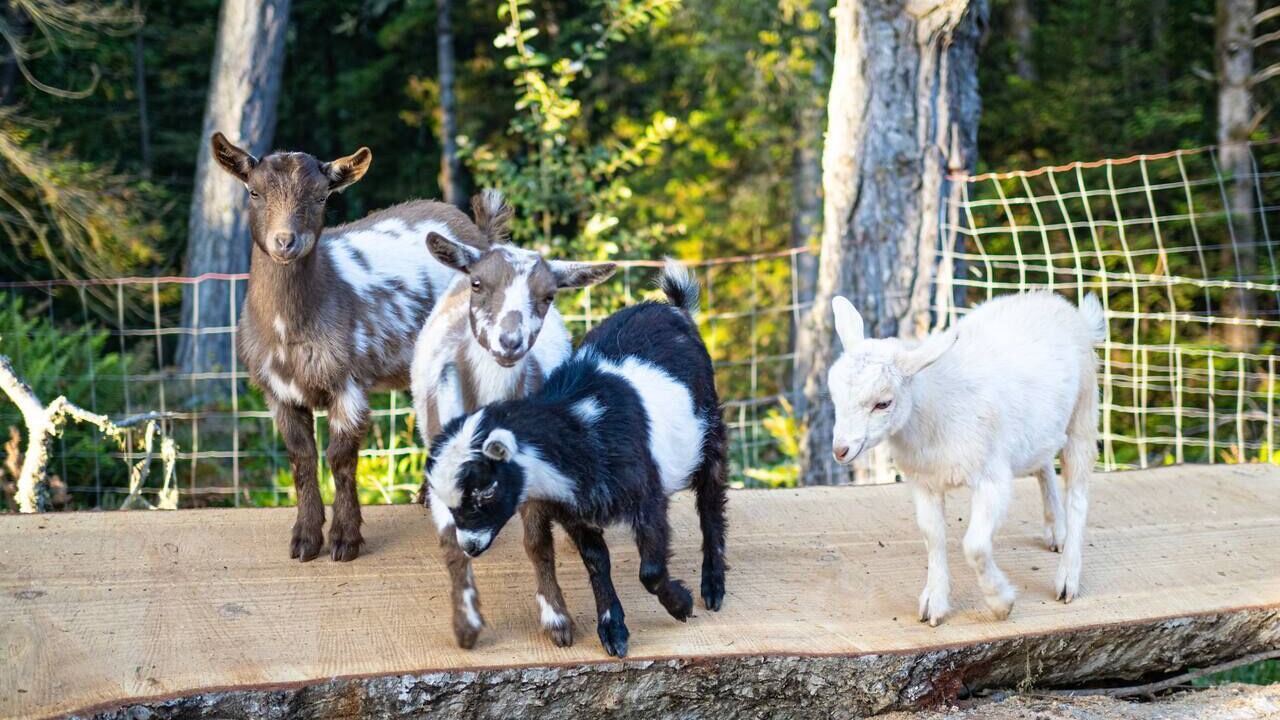 Photo of Others in Cazadero
