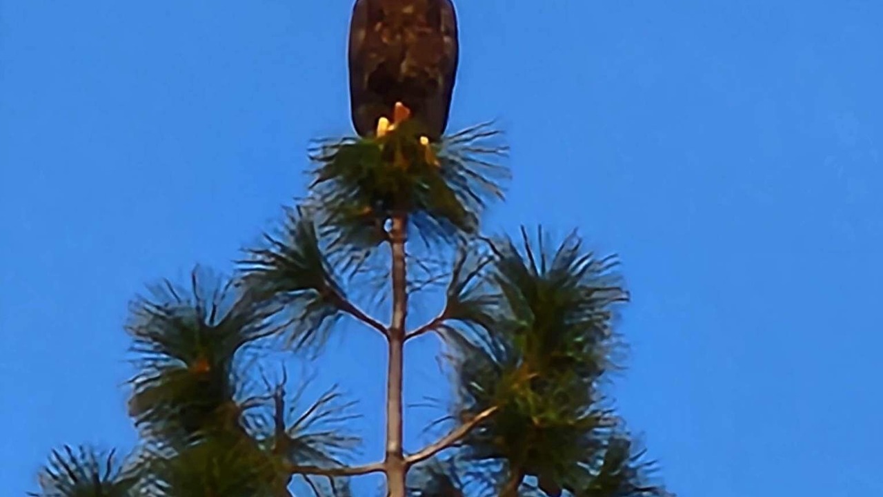 Photo of Outdoor in Shingletown