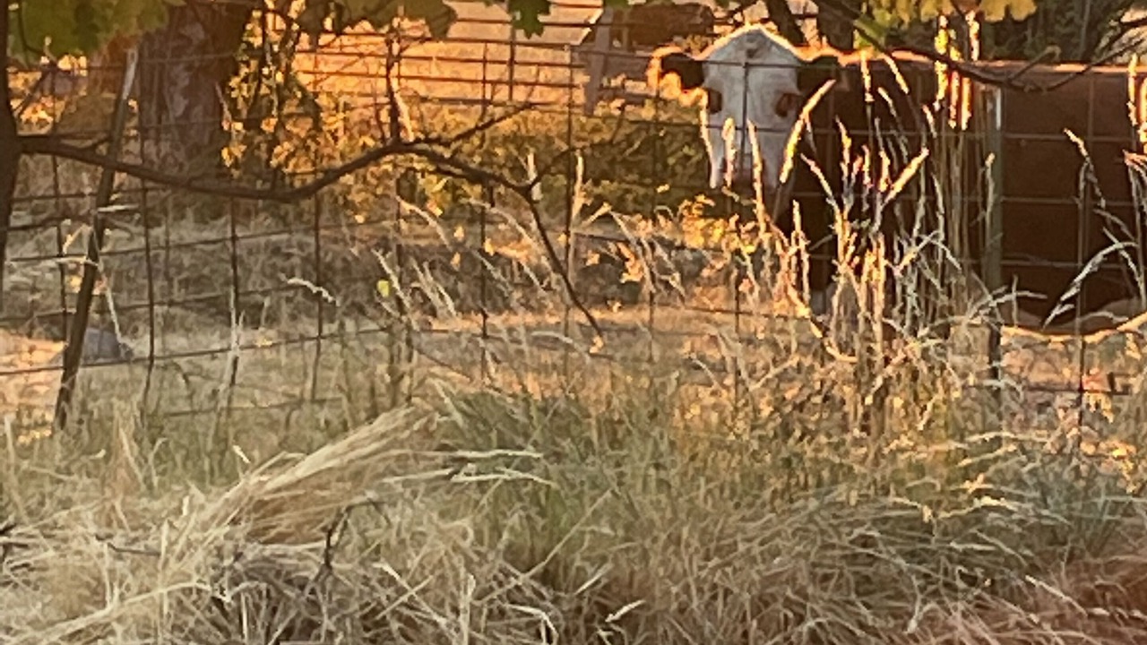 Photo of Outdoor in Shingletown