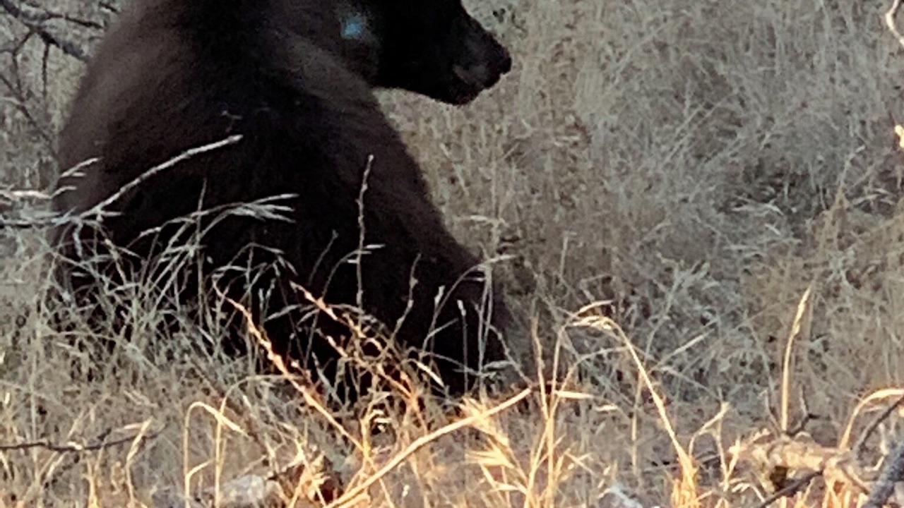 Photo of Others in Mariposa