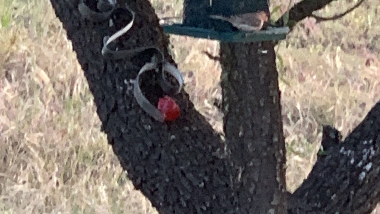 Photo of Others in Paso Robles