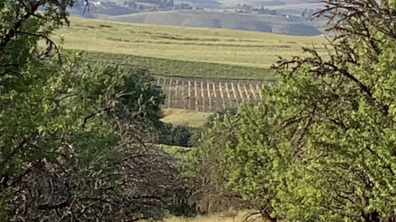Photo of Outdoor in Paso Robles