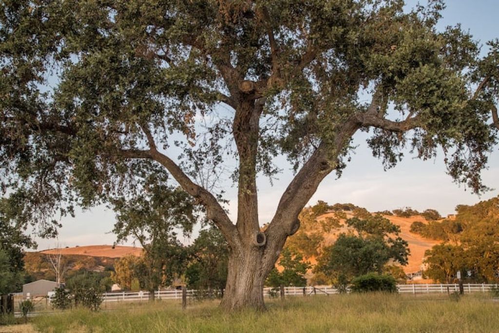 Photo of Outdoor in Lake Nacimiento