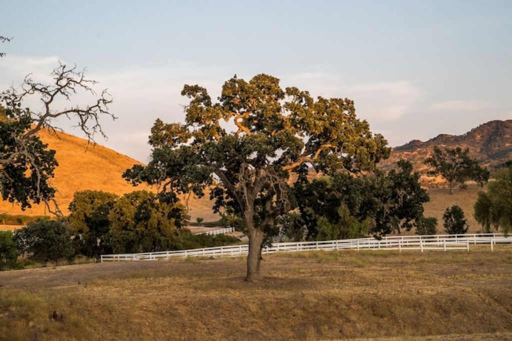 Photo of Others in Lake Nacimiento
