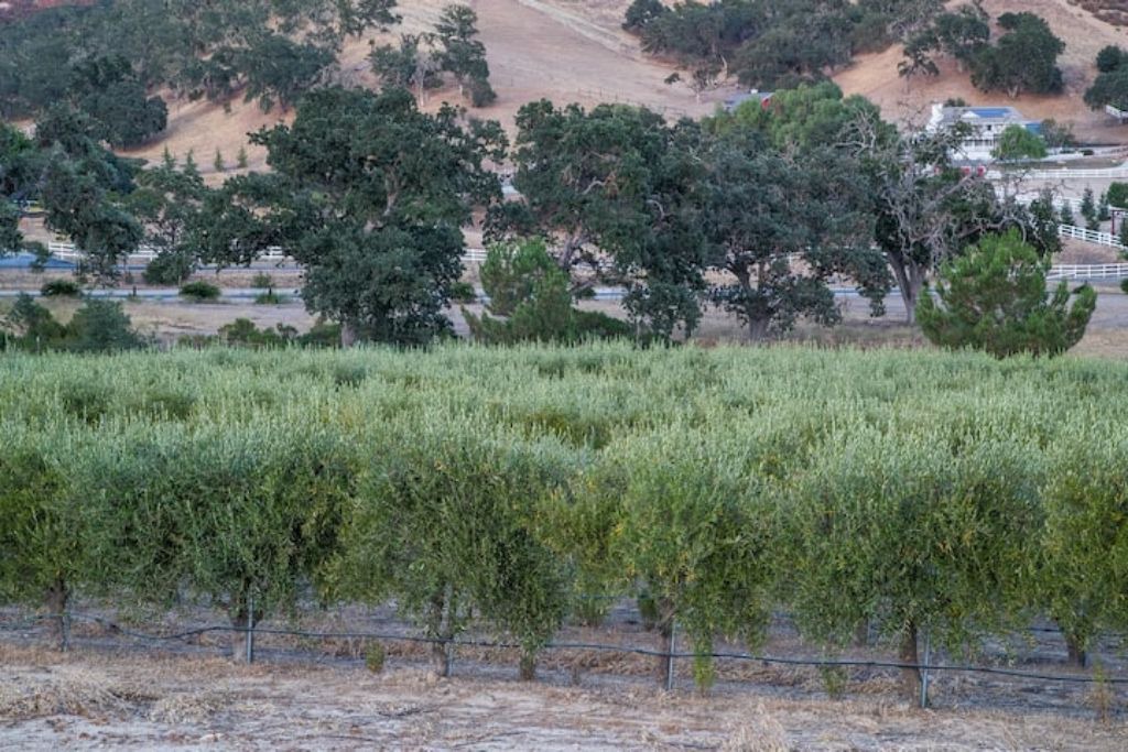 Photo of Outdoor in Lake Nacimiento