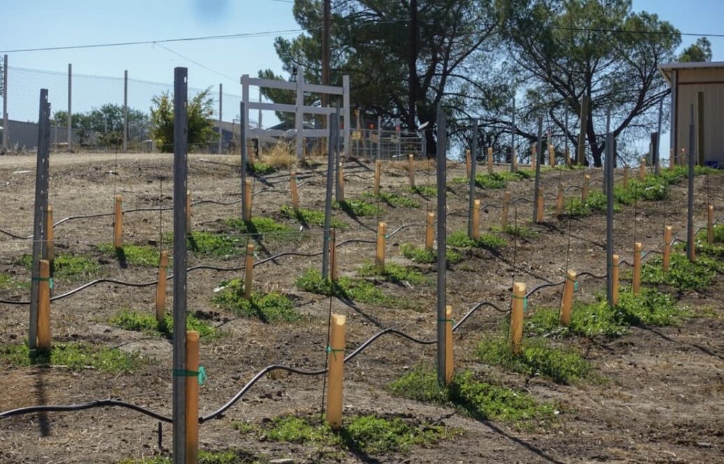 Photo of Outdoor in Paso Robles
