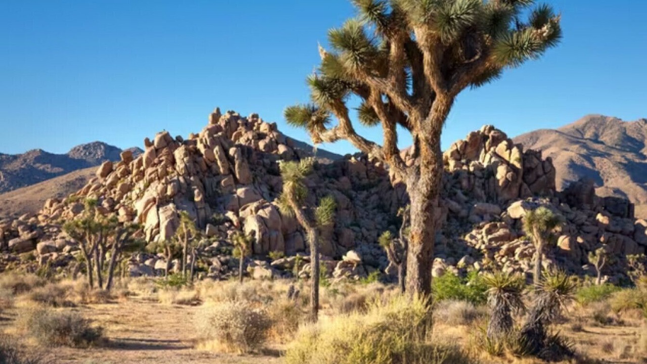 Photo of Others in Rancho Mirage