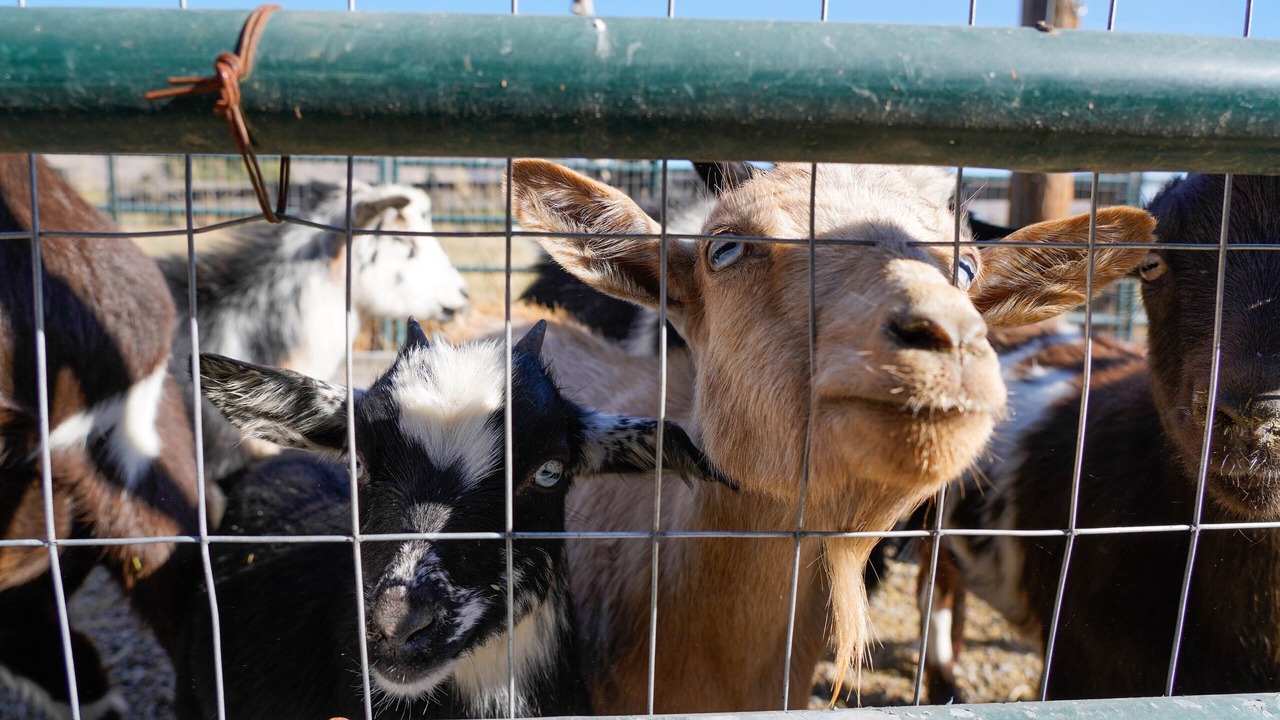Photo of Others in Dairy