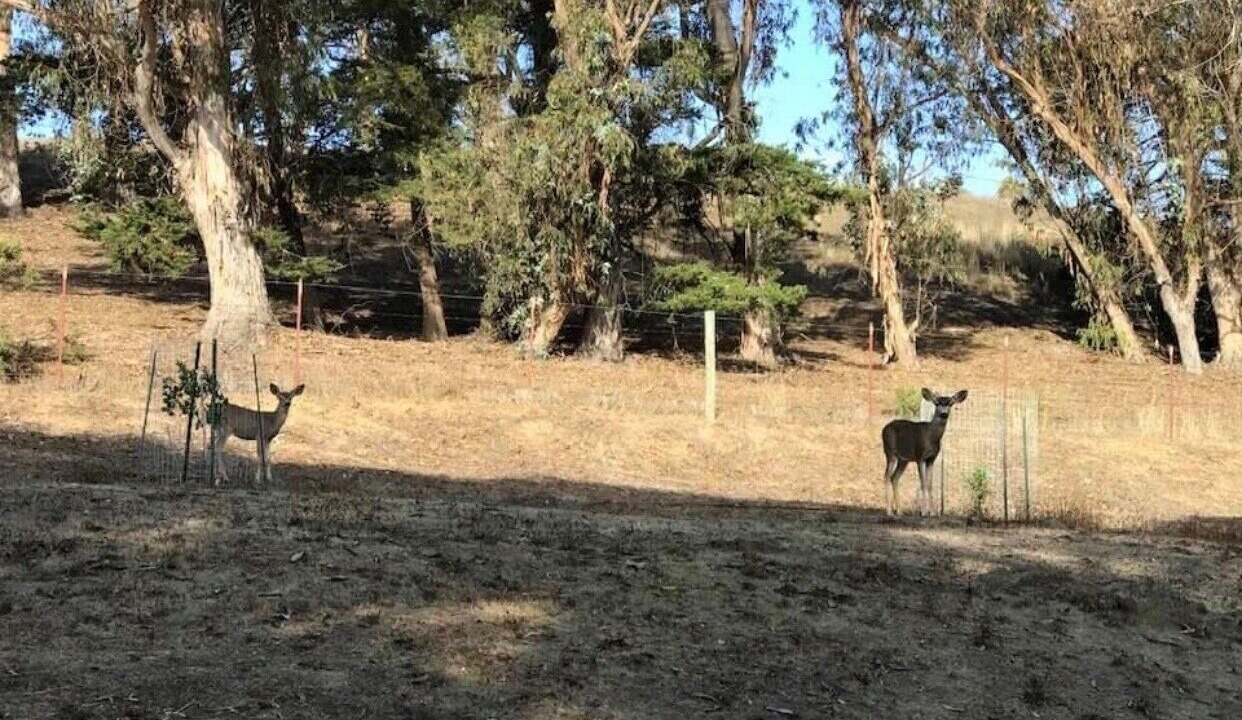 Photo of Others in Cayucos