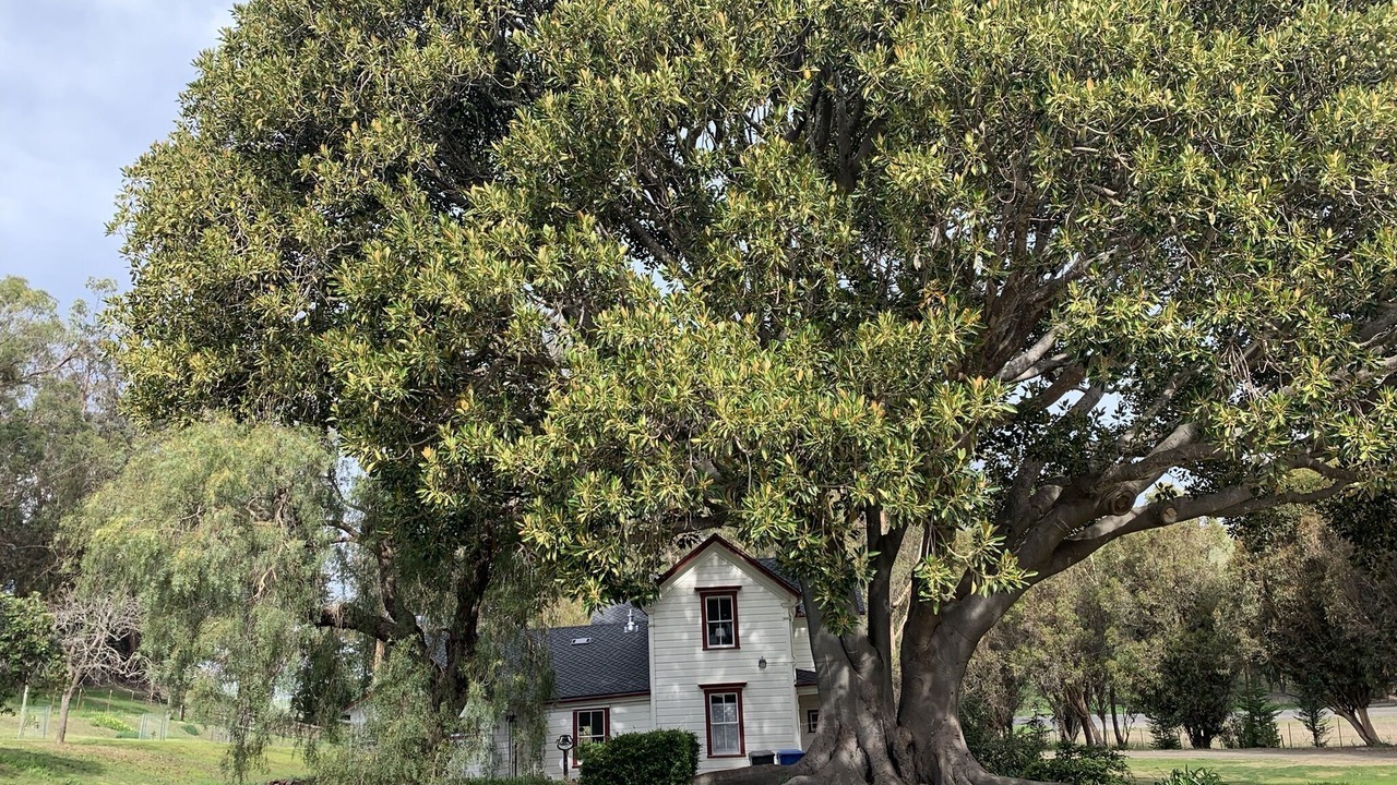 Photo of Others in Cayucos