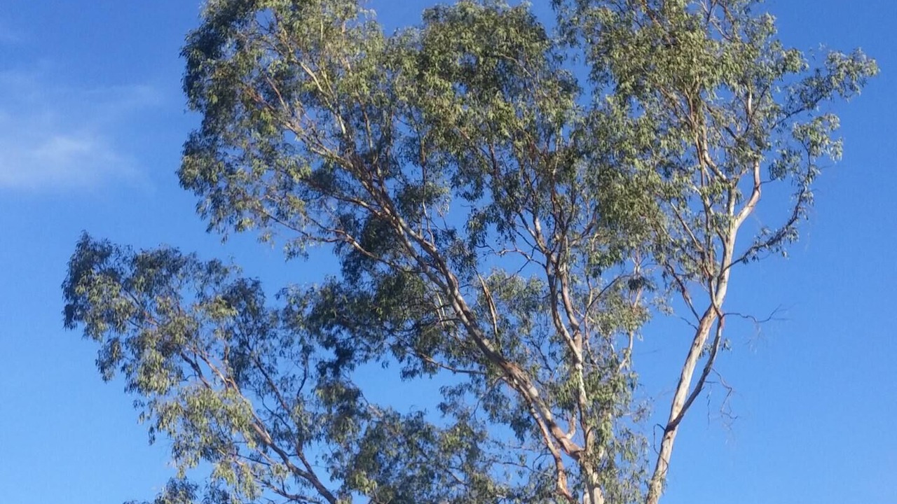 Photo of Others in Lemon Grove