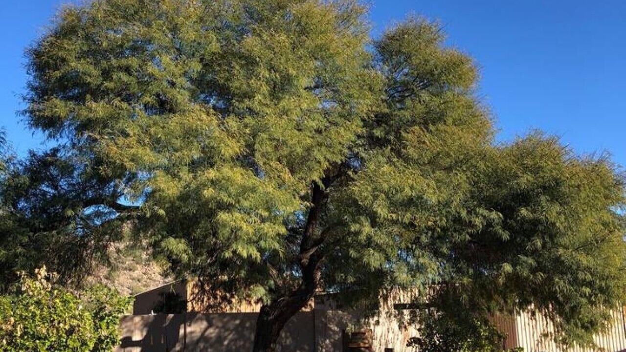 Photo of Others in East Mesa