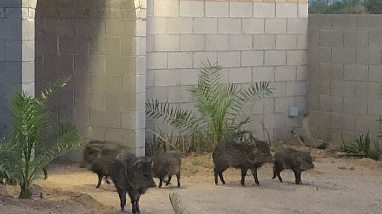 Photo of Others in East Mesa