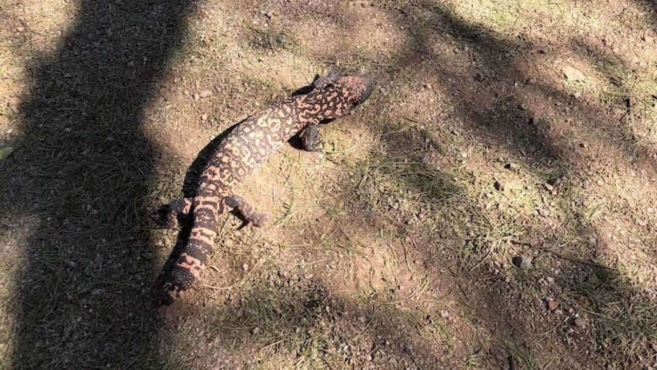 Photo of Others in East Mesa