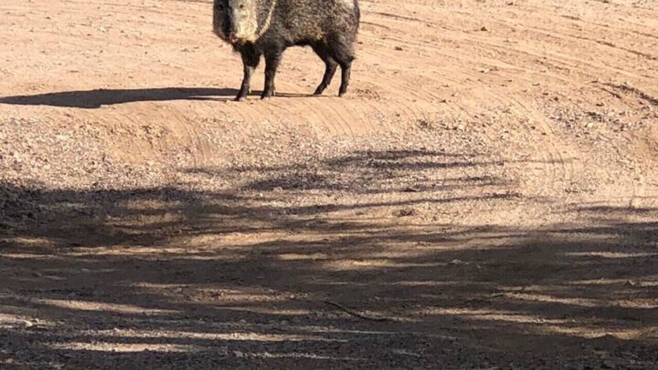 Photo of Others in East Mesa