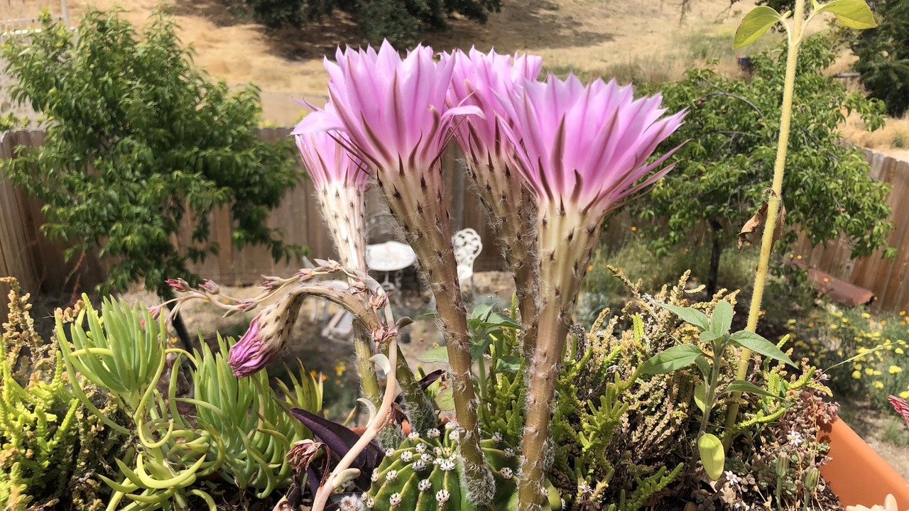 Photo of Others in Paso Robles