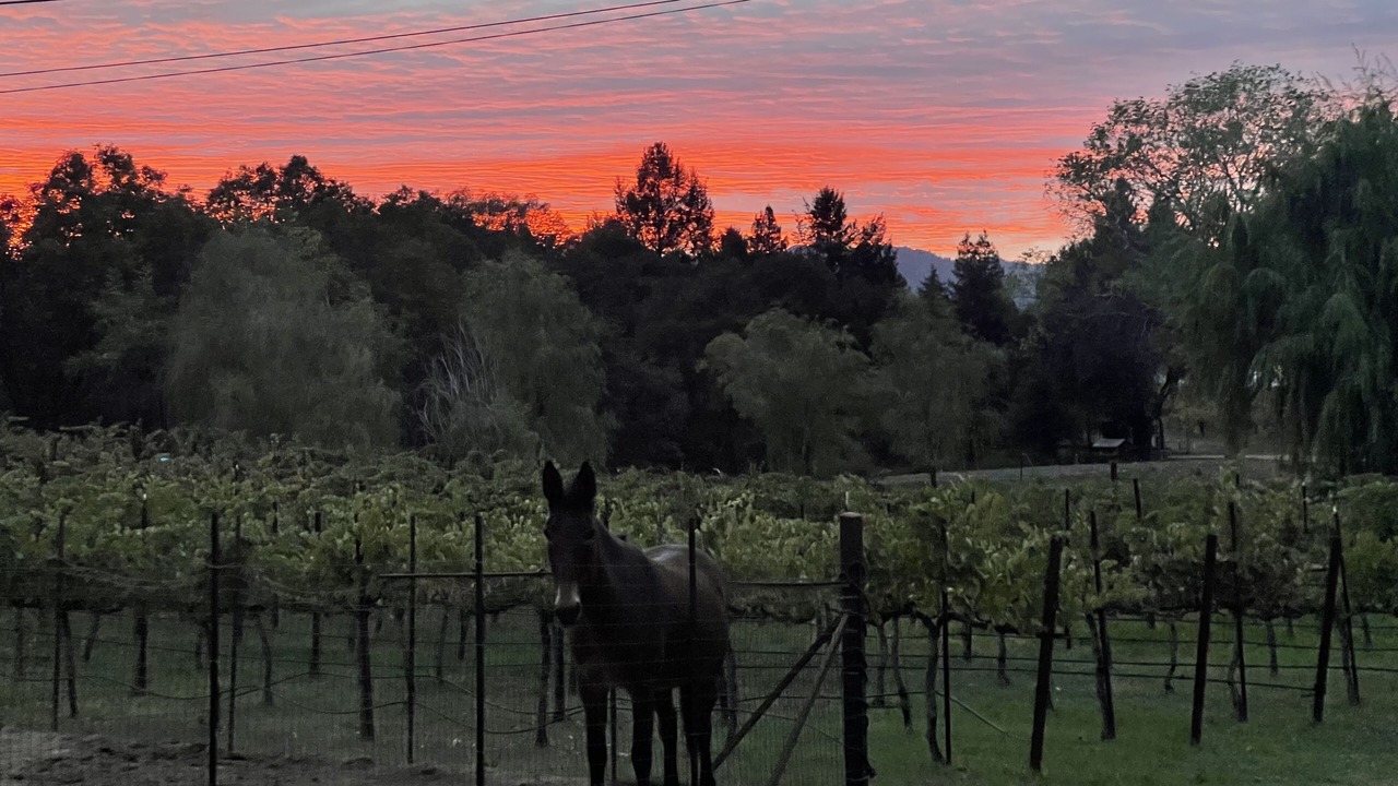 Photo of Others in Redwood Valley