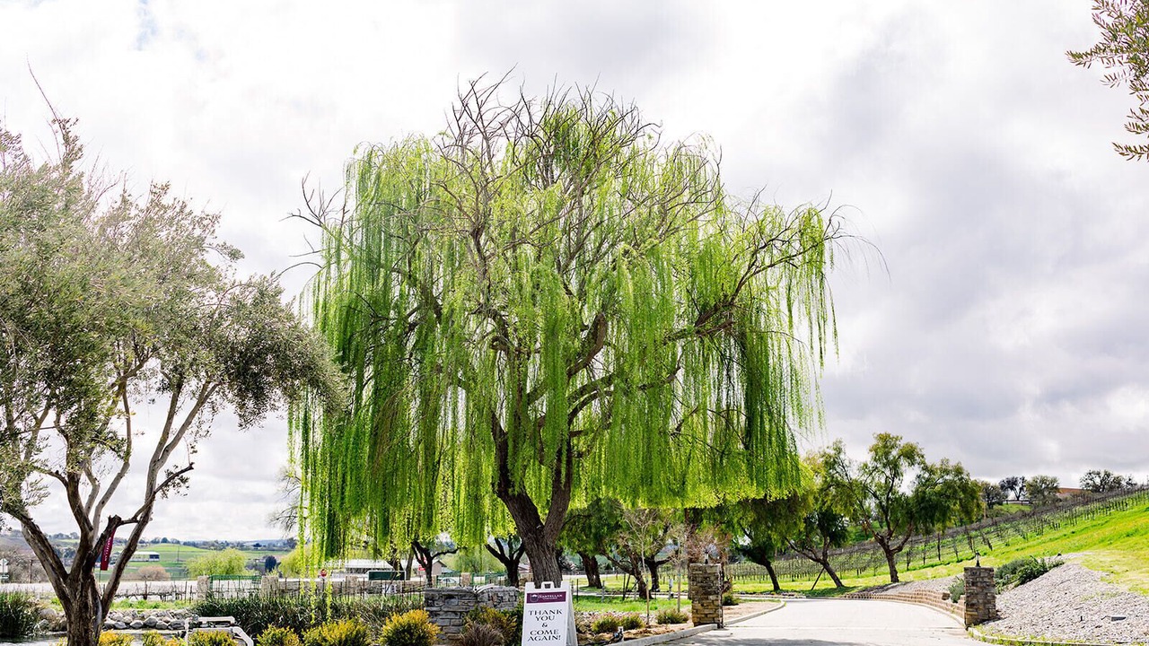Photo of Others in Paso Robles