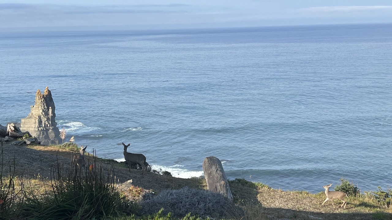 Photo of Others in Gualala