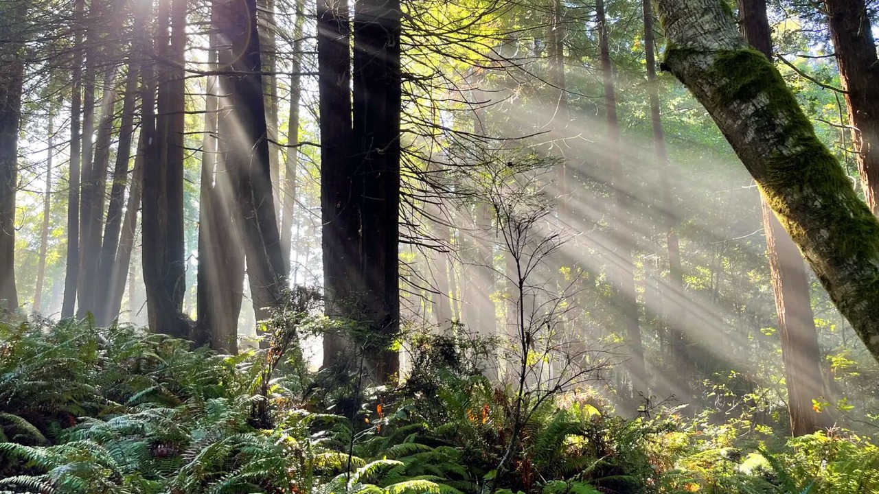 Photo of Outdoor in Fort Bragg