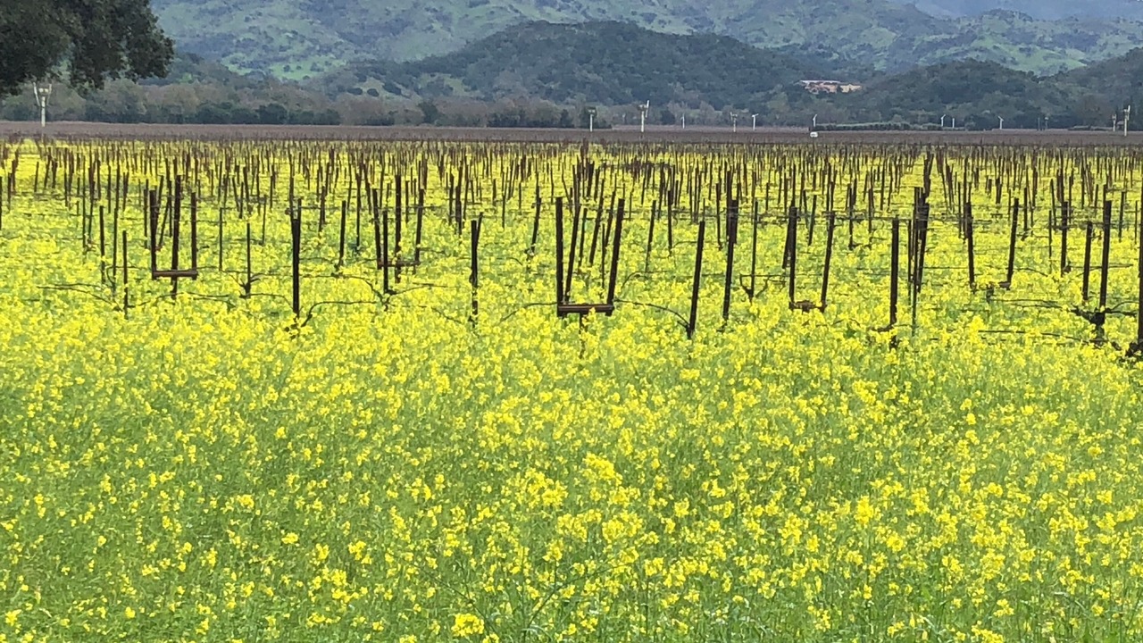 Photo of Outdoor in Yountville