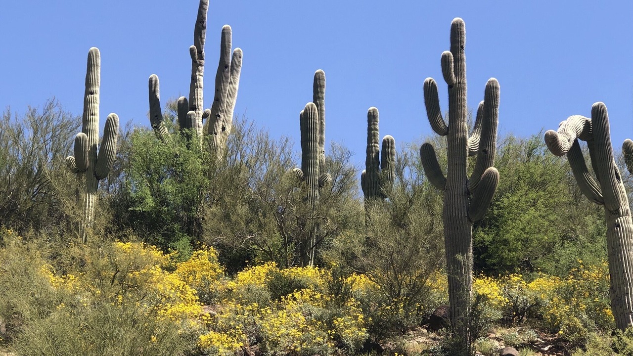 Photo of Others in Black Canyon City