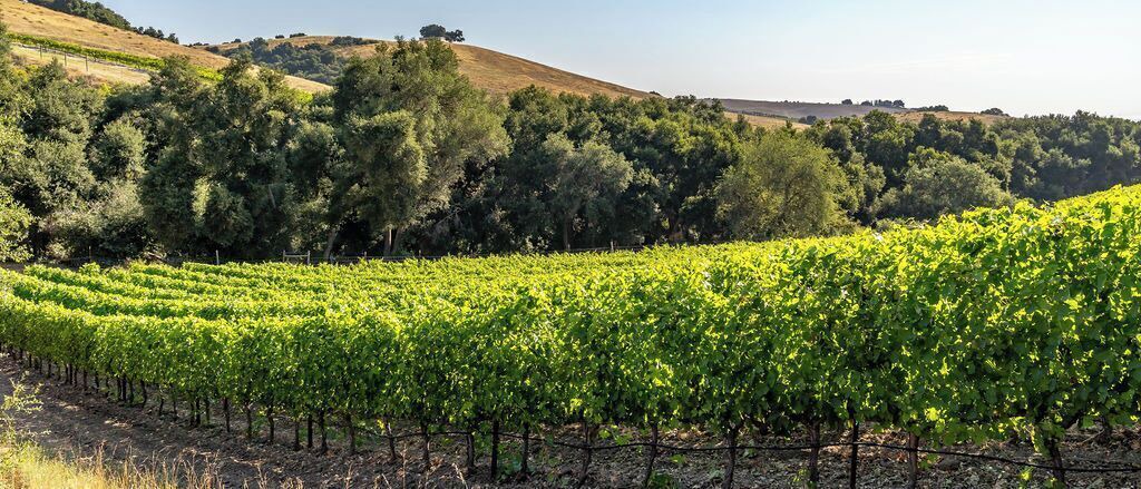 Photo of Others in Paso Robles