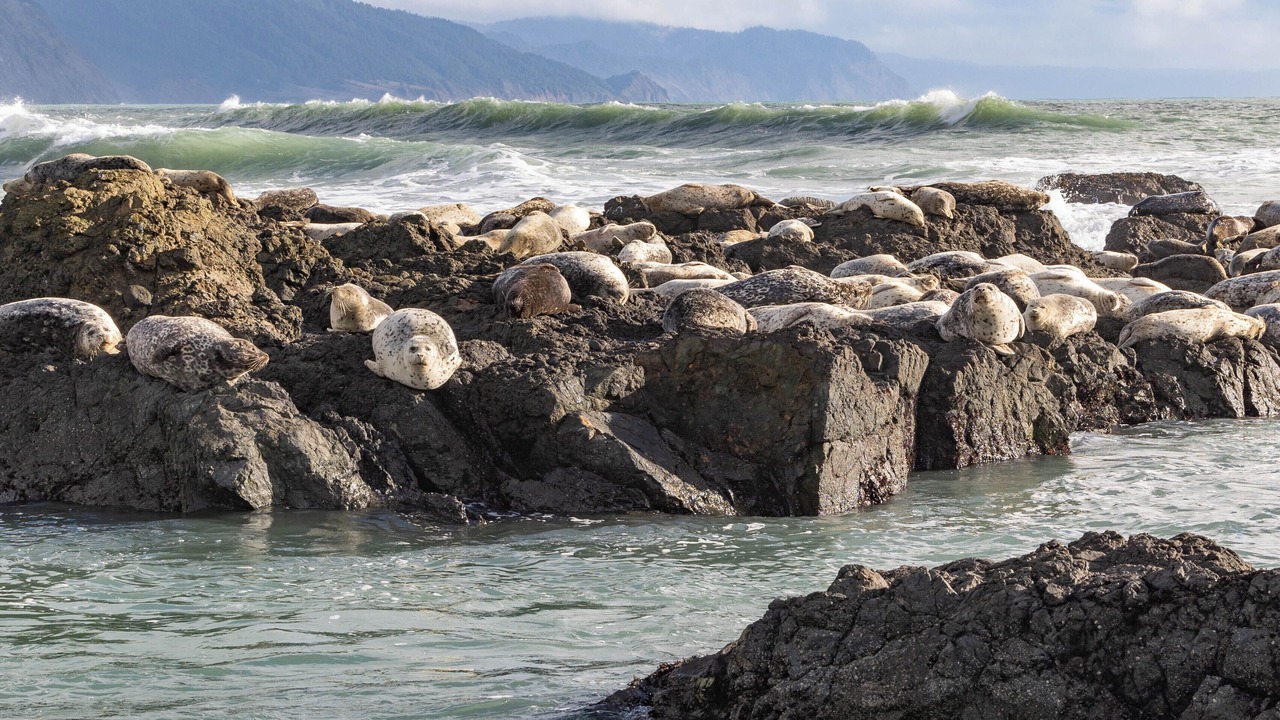 Photo of Others in Shelter Cove
