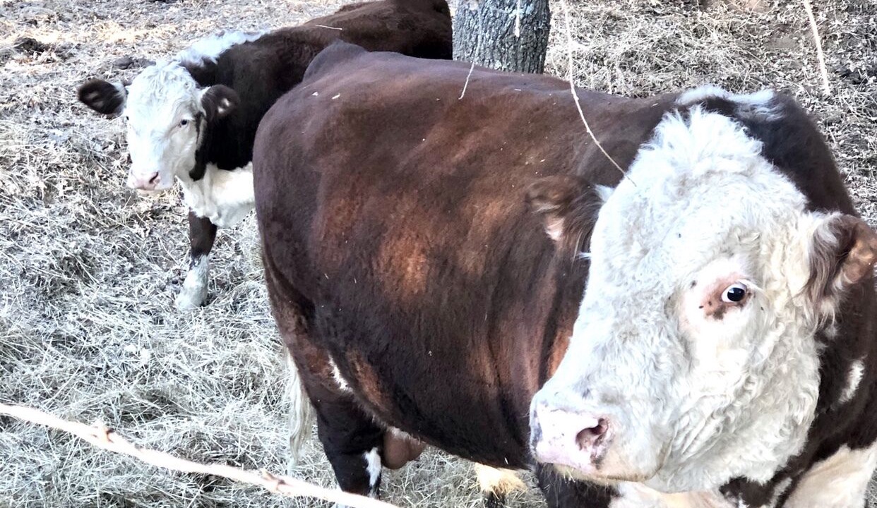 Photo of Outdoor in Shenandoah Valley