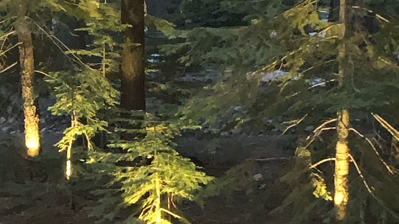 Photo of Outdoor in Tahoma