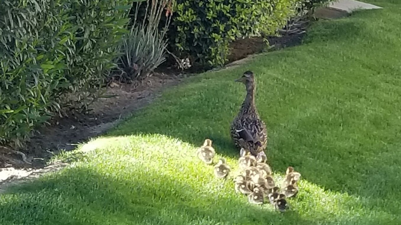 Photo of Outdoor in Palm Desert