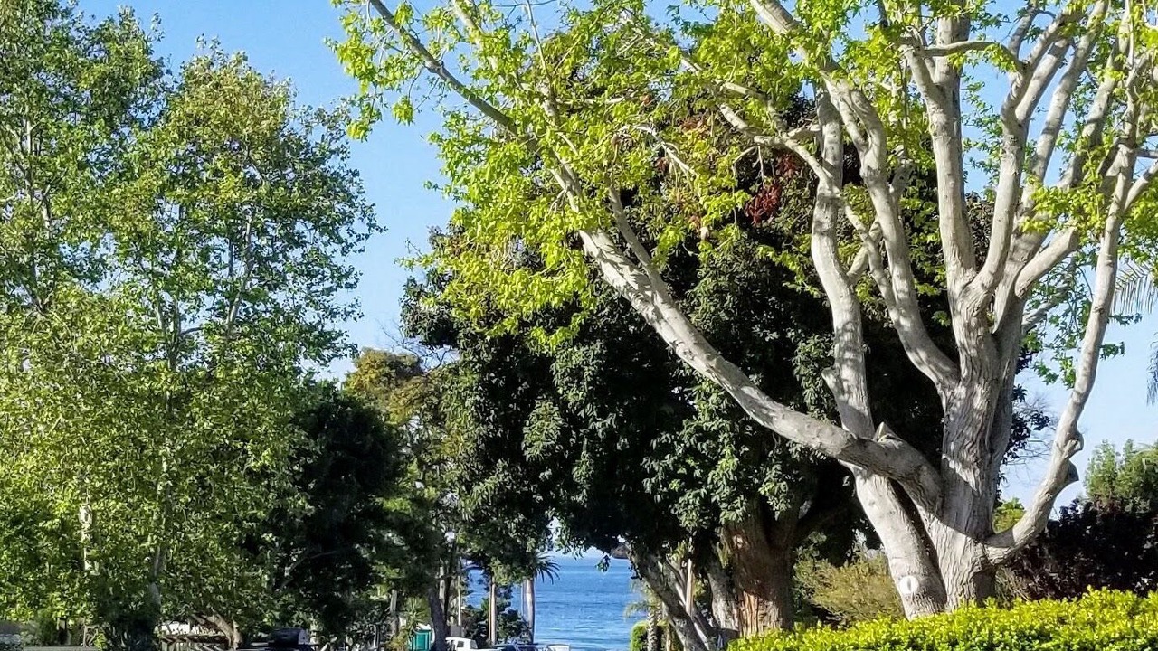Photo of Others in Shell Beach