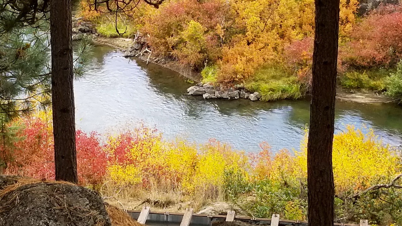 Photo of Others in Deschutes River Woods
