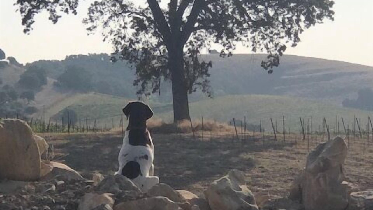 Photo of Others in Paso Robles