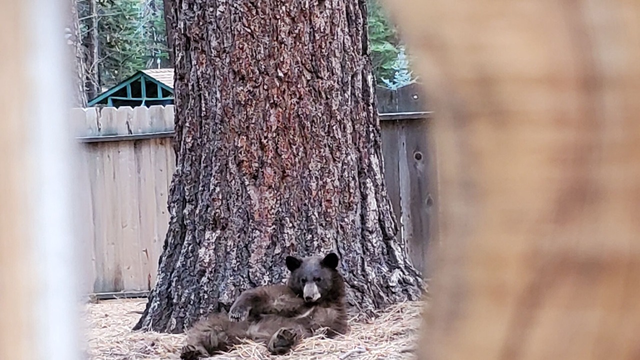Photo of Others in South Lake Tahoe