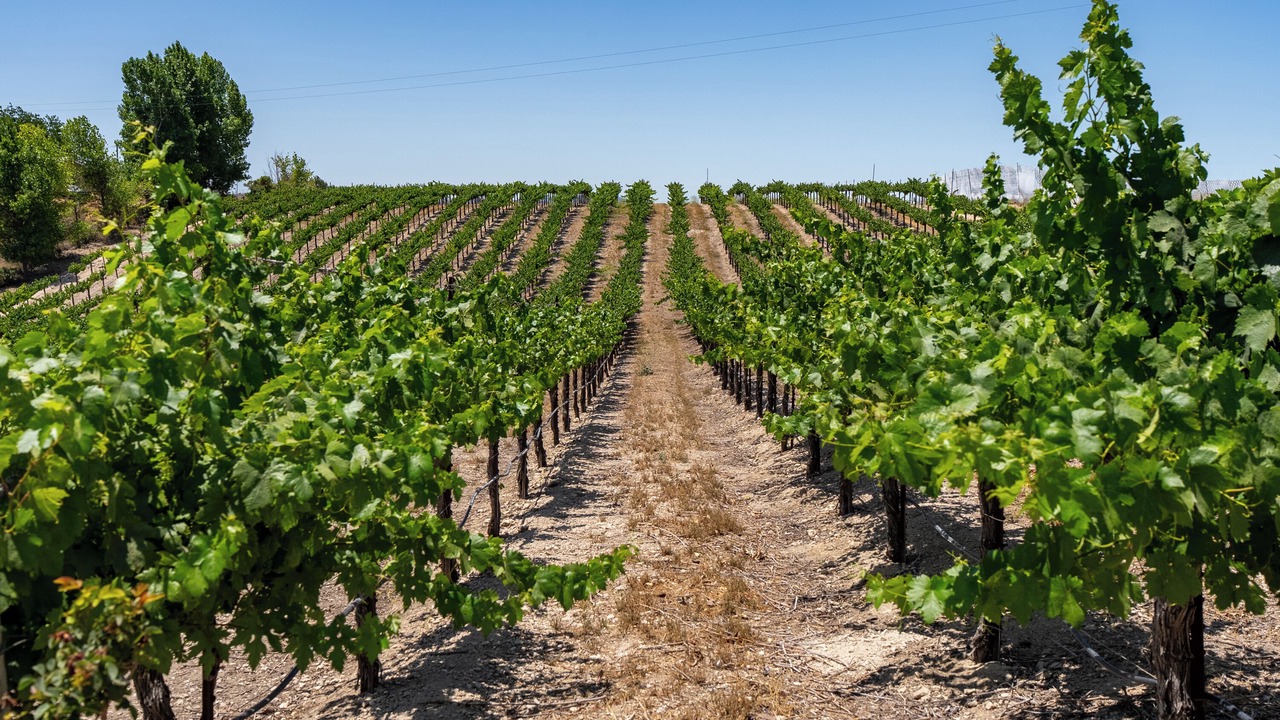 Photo of Others in Paso Robles