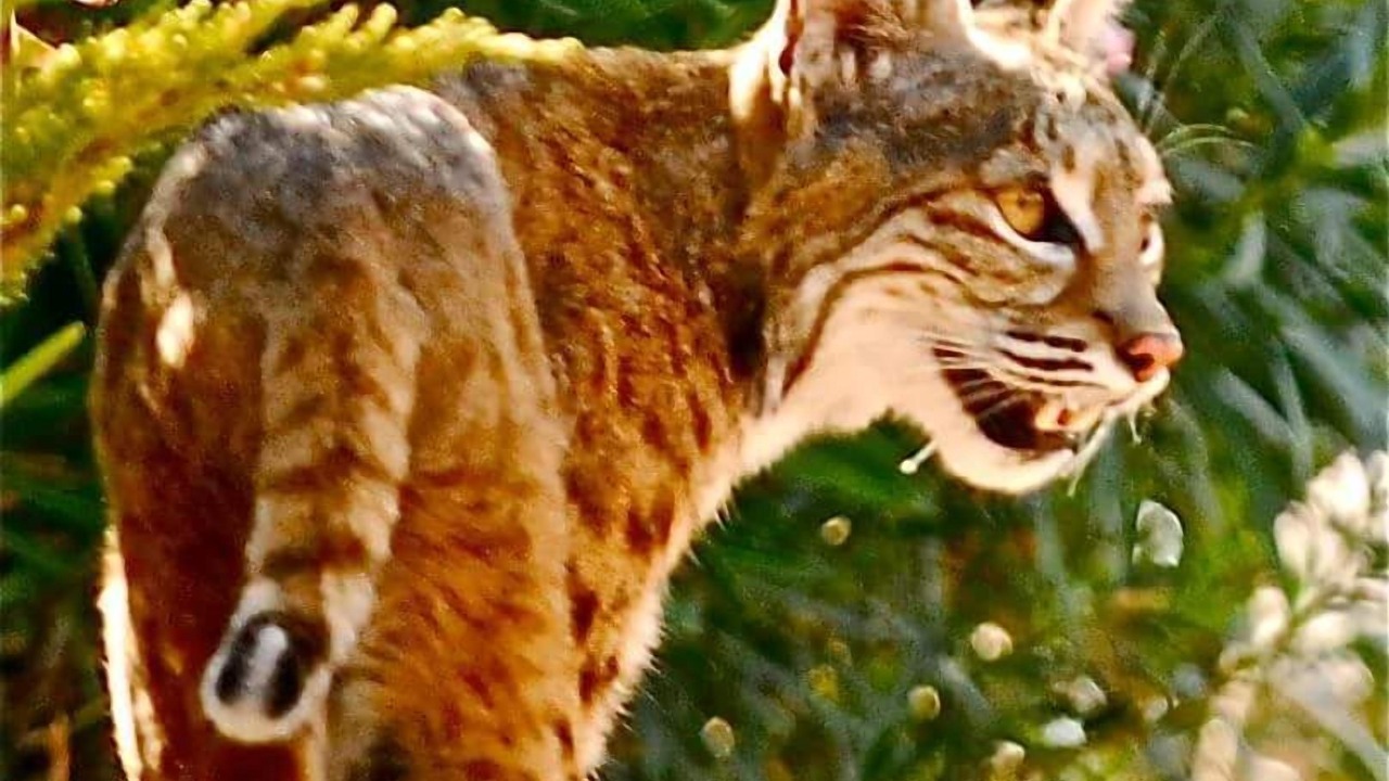 Photo of Others in Fountain Hills