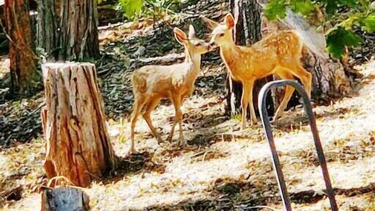 Photo of Others in Alta Sierra