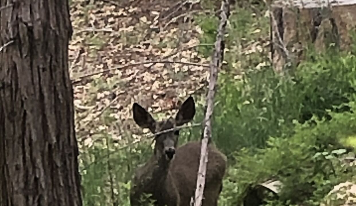 Photo of Outdoor in Big Creek