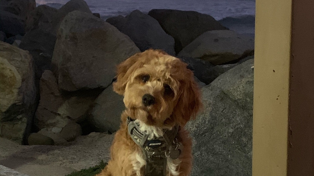 Photo of Others in Imperial Beach