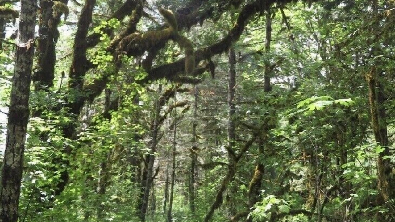 Photo of Outdoor in Roseburg