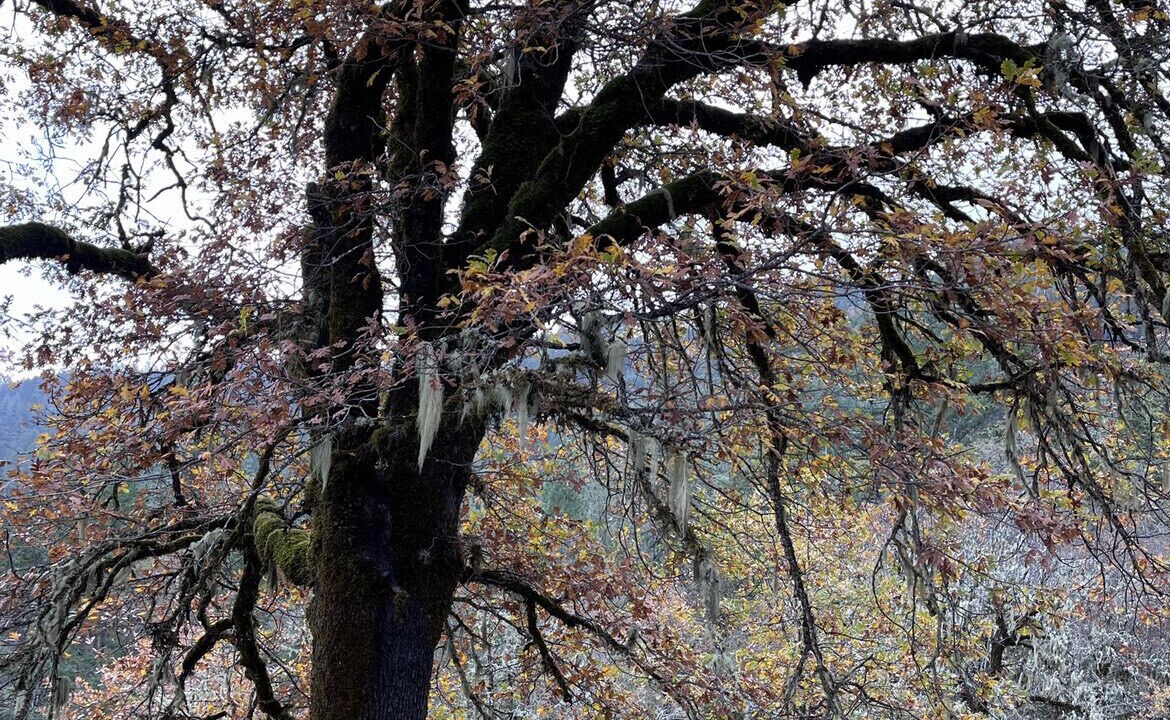 Photo of Outdoor in Grants Pass