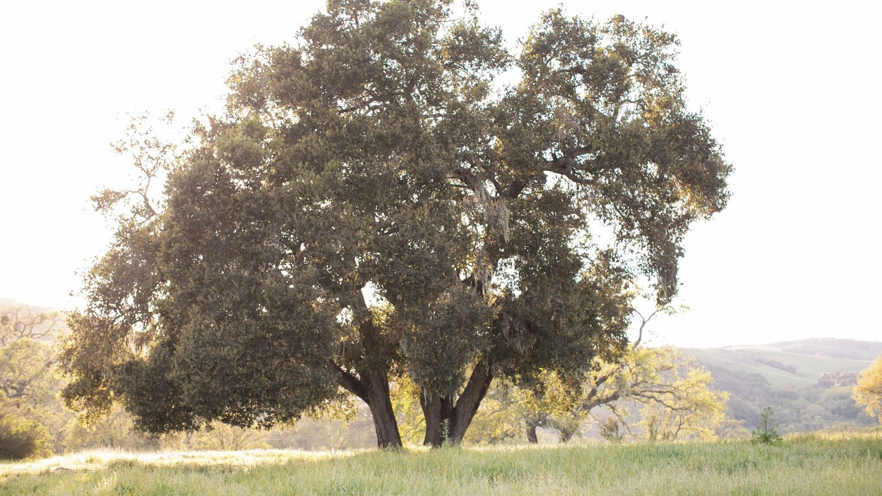 Photo of Others in Templeton