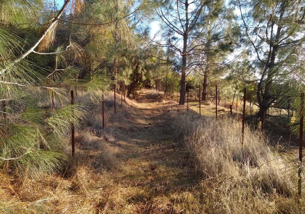 Photo of Outdoor in Lower Lake