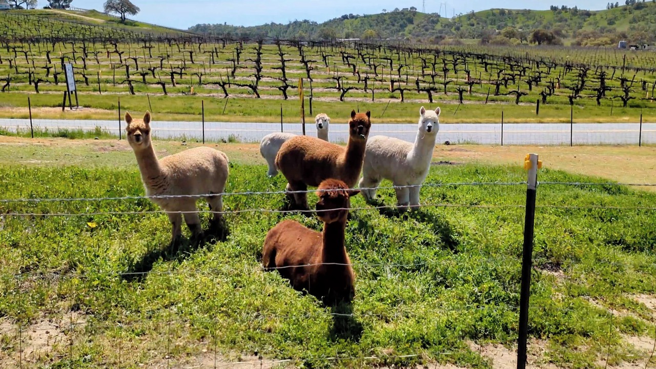 Photo of Outdoor in Paso Robles